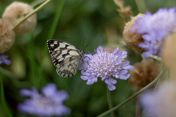 Papillon sur fleur violette 