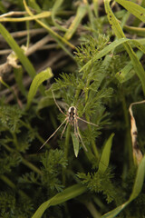 Araignée dans hautes herbes 