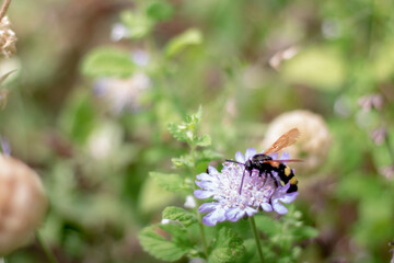 Insecte sur fleur rose