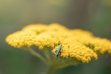 Insecte vert sur fleur jaune