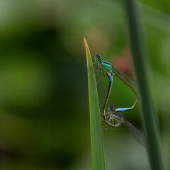 Accouplement libellule bleu et verte 