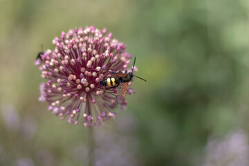 Insecte sur fleur rose fond vert herbe 