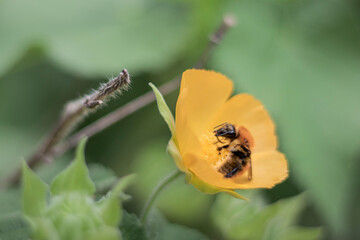 Abeille qui butine une fleur jaune 2