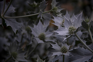 Plante verte piquante pastel
