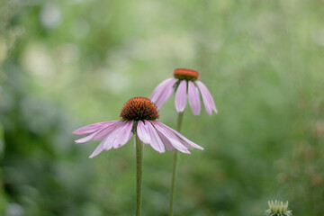 Fleurs roses sur fond vert 