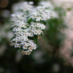 Fleurs blanches en macro