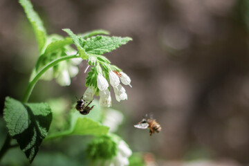 Abeille sur fleur blanche