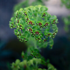 Fleurs rouge et noir en bouquet 