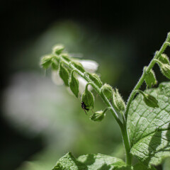 Insecte sur fleur blanche 