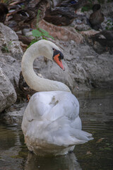 Cygne sur roches