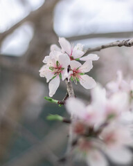 Fleurs de amandier 6