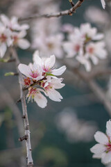Fleurs de amandier 3