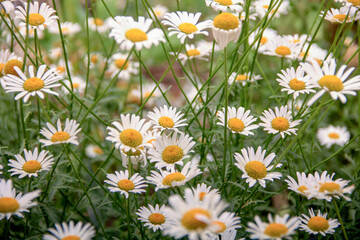 Champ de pâquerette  2