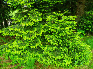 Young fir trees in a lush green forest