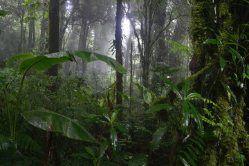 Fototapeta premium Tropical rain forest in Costa Rica