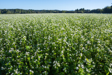 早朝の一面のソバ畑