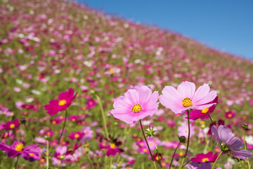 Obraz premium 青空の下の花畑のピンクのコスモスの花