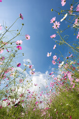 下から見上げたコスモス畑と青空