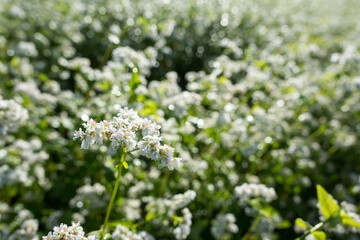 朝露に濡れるソバ畑のソバの花のアップ
