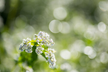 キラキラをバックに朝露に濡れるソバの花のアップ