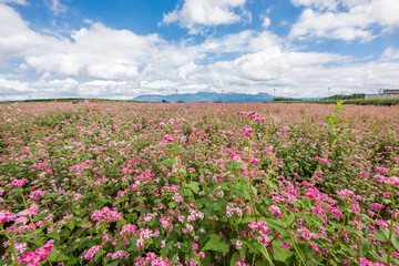 雲の浮かぶ空の下の赤いソバ畑