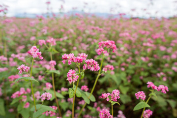 ソバ畑の赤ソバの花のアップ