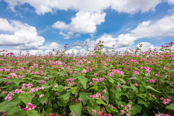 雲の浮かぶ空の下の赤いソバ畑