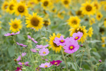 ヒマワリ畑をバックにピンクのコスモスの花