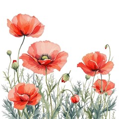 Fototapeta premium Beautiful red poppy flowers in a watercolor painting, botanical, green, spring, red, stems