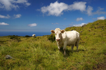 Two white cows graze on the green ecological pasture of the volcanic island of Picona Azores © Geza Farkas