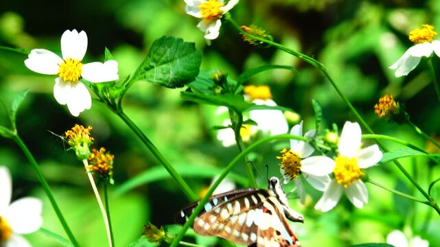 butterfly on a flower