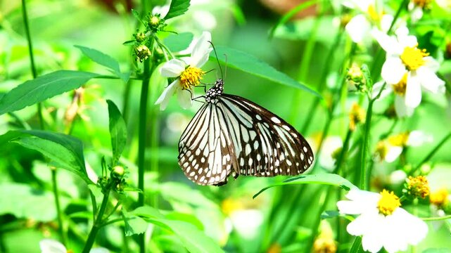 Thai butterfly in garden garden summer flower and butterfly flower butterfly flower butterfly
