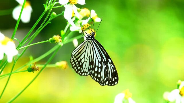 Thai butterfly in garden garden summer flower and butterfly flower butterfly flower butterfly