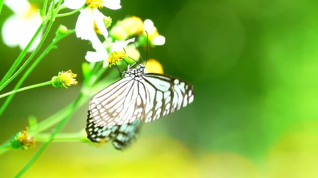 Thai butterfly in garden garden summer flower and butterfly flower butterfly flower butterfly