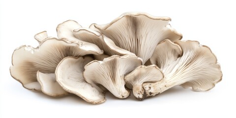 PNG of fresh oyster mushrooms, showcasing the unique texture and color of fresh oyster mushrooms, presented against a clean white background for optimal visual appeal.