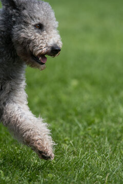 Pumi Images – Browse 802 Stock Photos, Vectors, and Video | Adobe  