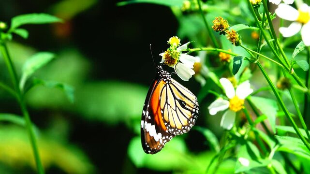 Thai butterfly in garden garden summer flower and butterfly flower butterfly flower butterfly