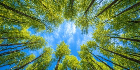 Fototapeta premium Tranquil forest under clear blue skies, captured with a soft focus to enhance the serene beauty of the forest in this imagery. Experience the calmness that the forest and blue skies provide.