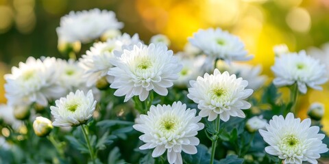 Fresh and blooming white chrysanthemum flower in a vibrant outdoor garden, showcasing the beauty of white chrysanthemums amidst a natural backdrop. The white chrysanthemum adds elegance to the garden.
