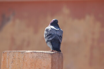 Gray Pigeon sitting on Roof Top Close Up