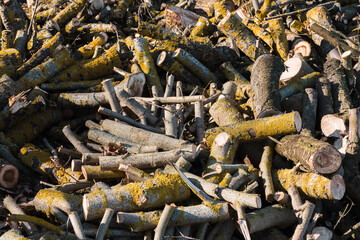 Sawn logs and branches, lying in a big pile on the ground, sunny spring day.