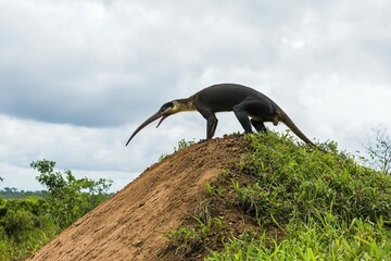 An anteater stretching its long tongue to reach ants on a termite mound in the Pantanal wetlands