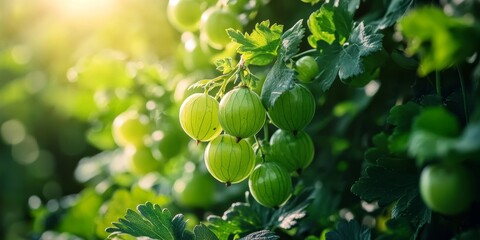 Gooseberry bush thriving in a lush garden, showcasing vibrant green gooseberry fruit. Enjoy the beauty of the gooseberry bush and its delicious green gooseberry fruit in nature s canvas.