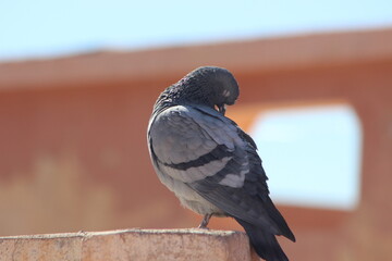 Gray Pigeon sitting on Roof Top Close Up