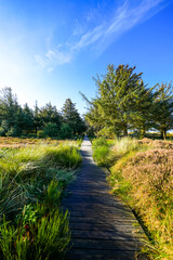 View of the dunes on the North Frisian island of Amrum. Landscape in the north. Nature on the North Sea island.
