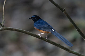 The white-rumped shama (Copsychus malabaricus) is a melodious songbird with glossy black plumage, a white rump, and an orange belly. It thrives in forests.