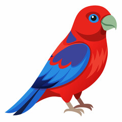 parrot on white background crimson rosella