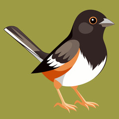 vector illustration of a bird eastern towhee