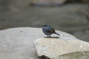 Plumbeous Water Redstart (Phoenicurus fuliginosus) on the rock. The Plumbeous Water Redstart is a striking bird found near freshwater streams in the Himalayas, known for its slate-blue plumage.