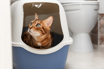 A domestic cat uses a litter box with a lid in the toilet room.